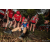 Team 70 / Raid Amazones Sri Lanka 2022 - J2 Canoe