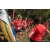 Team 322 / Raid Amazones Sri Lanka 2022 - J2 Canoe