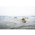 Team 304 / Raid Amazones Sri Lanka 2022 - J2 Canoe