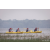 Team 12 / Raid Amazones Sri Lanka 2022 - J2 Canoe