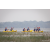 Team 53 / Raid Amazones Sri Lanka 2022 - J2 Canoe