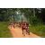 Raid Amazones Sri Lanka 2022 - J3 Run & Bike