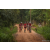 Team 339 / Raid Amazones Sri Lanka 2022 - J3 Run & Bike