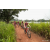 Team 79 / Raid Amazones Sri Lanka 2022 - J3 Run & Bike