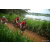 Team 320 / Raid Amazones Sri Lanka 2022 - J3 Run & Bike