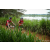 Team 47 / Raid Amazones Sri Lanka 2022 - J3 Run & Bike
