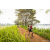 Team 37 / Raid Amazones Sri Lanka 2022 - J3 Run & Bike
