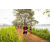 Team 79 / Raid Amazones Sri Lanka 2022 - J3 Run & Bike