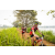 Team 64 / Raid Amazones Sri Lanka 2022 - J3 Run & Bike