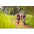 Team 336 / Raid Amazones Sri Lanka 2022 - J3 Run & Bike