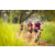 Team 75 / Raid Amazones Sri Lanka 2022 - J3 Run & Bike