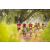 Team 44 / Raid Amazones Sri Lanka 2022 - J3 Run & Bike