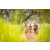 Team 69 / Raid Amazones Sri Lanka 2022 - J3 Run & Bike