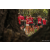 Team 48 / Raid Amazones Sri Lanka 2022 - J5 VTT