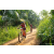 Team 06 / Raid Amazones Sri Lanka 2022 - J5 VTT