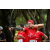 Raid Amazones Sri Lanka 2022 - Ambiance