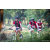 Team 55 / Raid Amazones Sri Lanka 2022 - J5 VTT