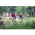 Team 21 / Raid Amazones Sri Lanka 2022 - J5 VTT