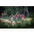 Team 312 / Raid Amazones Sri Lanka 2022 - J5 VTT