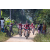 Team 76 / Raid Amazones Sri Lanka 2022 - J5 VTT