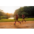 Team 29 / Raid Amazones Sri Lanka 2022 - J6 Trail