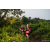 Team 71 / Raid Amazones Sri Lanka 2022 - J6 Trail