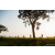 Team 71 / Raid Amazones Sri Lanka 2022 - J6 Trail