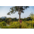 Team 21 / Raid Amazones Sri Lanka 2022 - J6 Trail