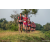 Team 55 / Raid Amazones Sri Lanka 2022 - J6 Trail