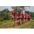 Team 335 / Raid Amazones Sri Lanka 2022 - J6 Trail