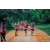 Team 320 / Raid Amazones Sri Lanka 2022 - J6 Trail