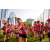 Team 336 / Raid Amazones Sri Lanka 2022 - J6 Trail