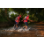 Team 340 / Raid Amazones Sri Lanka 2022 - J6 Trail