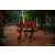 Team 44 / Raid Amazones Sri Lanka 2022 - J6 Trail