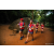 Team 16 / Raid Amazones Sri Lanka 2022 - J6 Trail