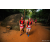 Team 74 / Raid Amazones Sri Lanka 2022 - J6 Trail