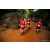 Team 76 / Raid Amazones Sri Lanka 2022 - J6 Trail