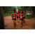 Team 85 / Raid Amazones Sri Lanka 2022 - J6 Trail