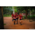 Team 324 / Raid Amazones Sri Lanka 2022 - J6 Trail