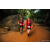 Team 324 / Raid Amazones Sri Lanka 2022 - J6 Trail