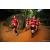 Team 48 / Raid Amazones Sri Lanka 2022 - J6 Trail