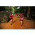 Team 339 / Raid Amazones Sri Lanka 2022 - J6 Trail