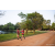 Team 85 / Raid Amazones Sri Lanka 2022 - J6 Trail