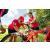 Raid Amazones Sri Lanka 2022