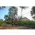 Team 02 / Raid Amazones Sri Lanka 2022 - J1 Trail