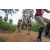 Team 312 / Raid Amazones Sri Lanka 2022 - J1 Trail