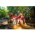 Team 326 / Raid Amazones Sri Lanka 2022 - J1 Trail