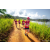 Team 31 / Raid Amazones Sri Lanka 2022 - J1 Trail