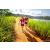 Team 67 / Raid Amazones Sri Lanka 2022 - J1 Trail