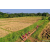 Team 43 / Raid Amazones Sri Lanka 2022 - J1 Trail